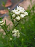 Achillea Ptarmica, subsp Ptarmica  (fam. Asteracees) (Europe, Siberie) (4) (Photo F. Mrugala)